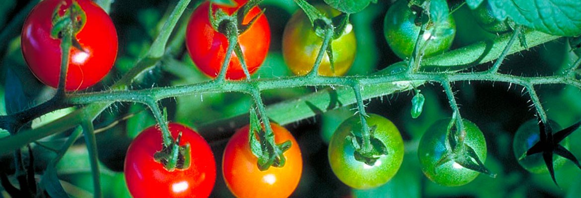 Hortícola – Tomate